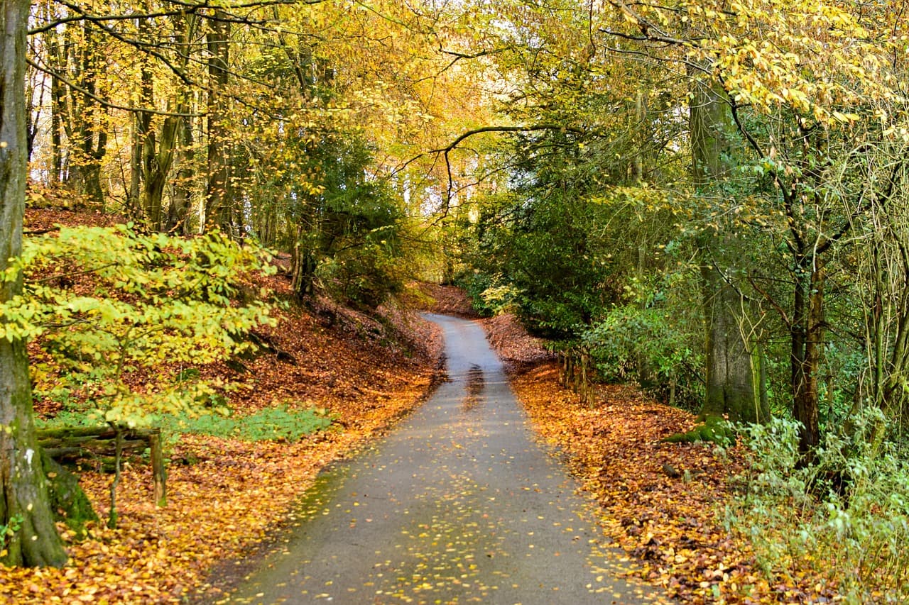 A narrow lane through autumn woods, leaves along the verges